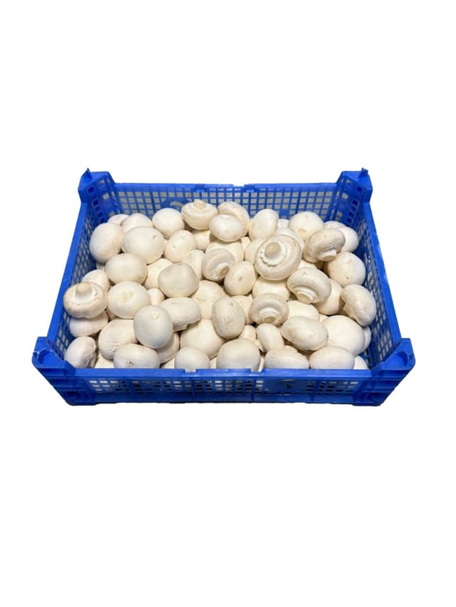 Champignons catering (cat.2) per kist 3 kilo