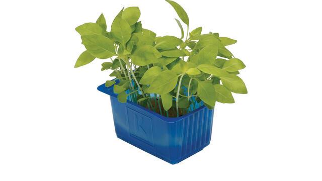 Limon cress doos 12 bakjes