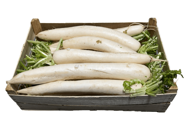 Rettich per doos 15stuks