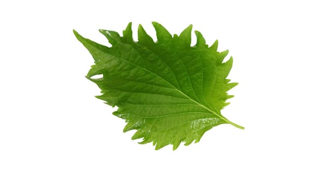 Shiso leaves green per bakje