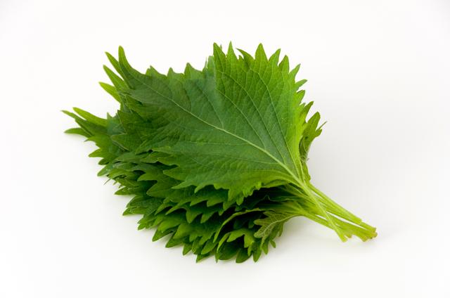 Shiso leaves green per bakje