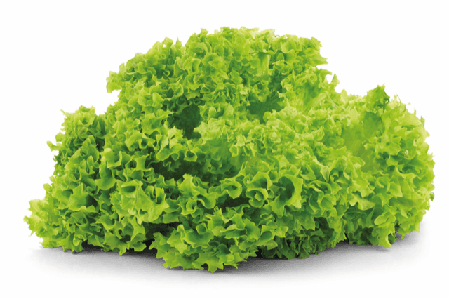 Lolo Biondo geplukt & gewassen kilo