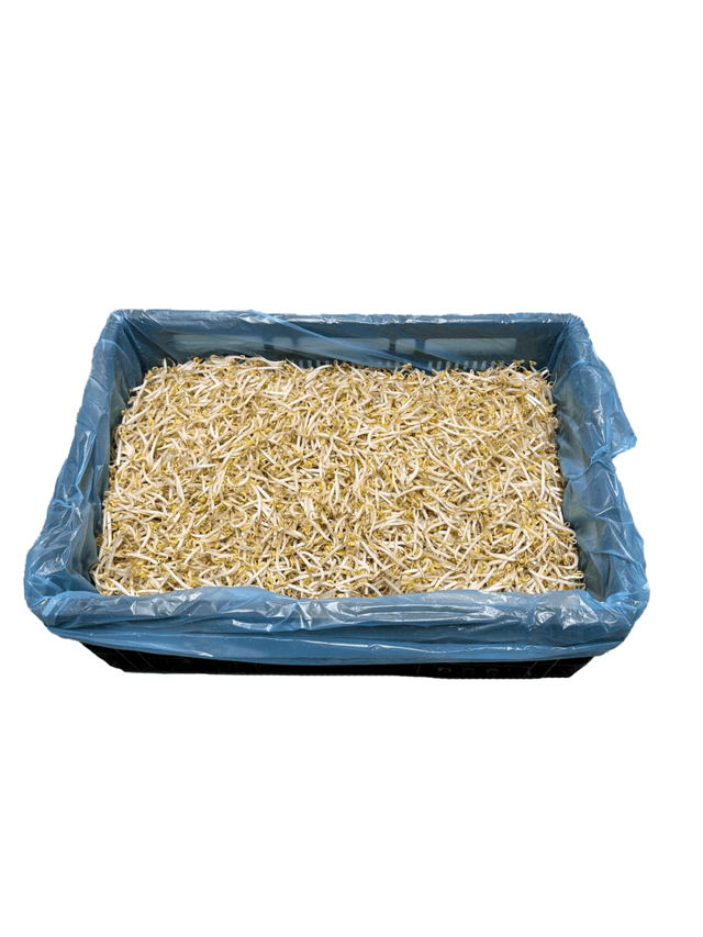 Tauge per kist 10 kilo