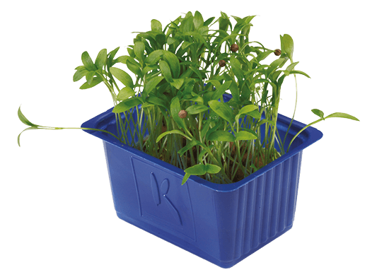 Ghoa cress per bakje