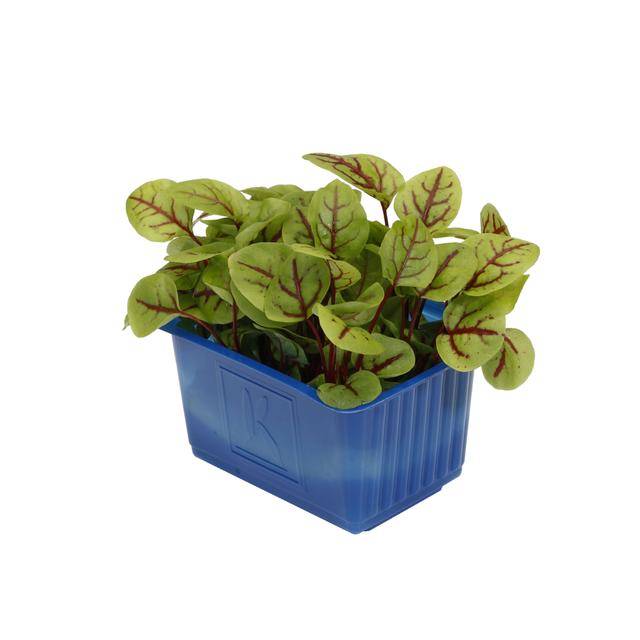 Vene Cress per bakje