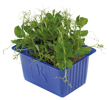 Affilla Cress doos 16 stuks