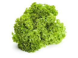 Lollo biondo per krop