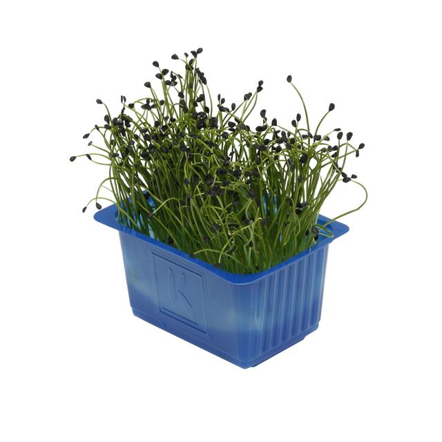 Rock chives cress per bakje