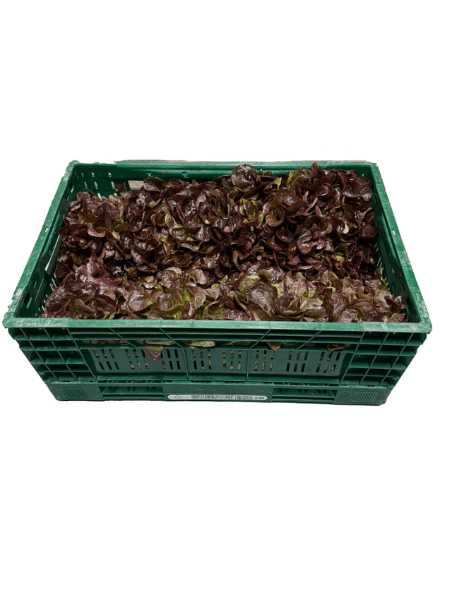 Eikenbladsla per kist (8 kroppen)