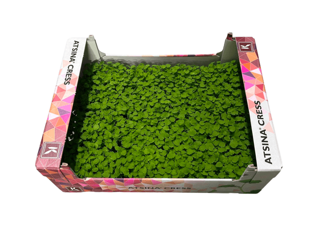 Atsina cress per doos 16st