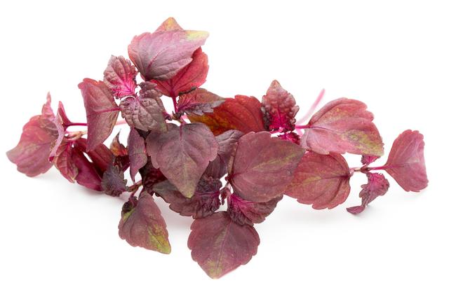 Shiso purper per doos (16st)