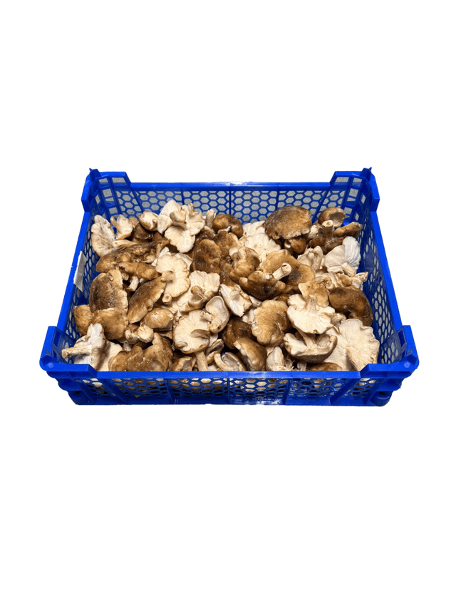 Shiitake per kist van 1,5 kilo