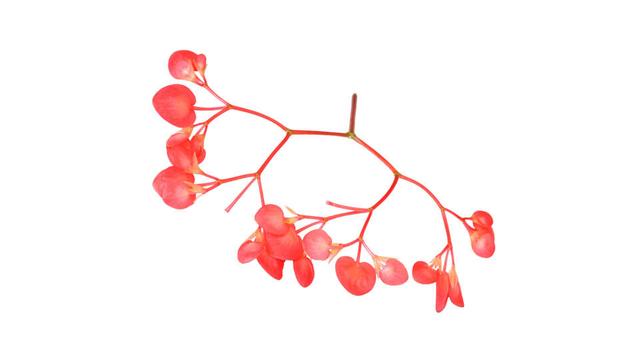 Apple Blossom per doos 100 stuks)