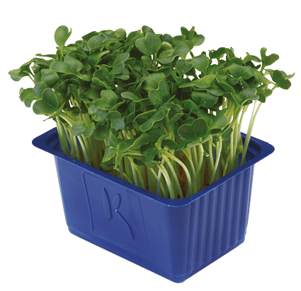 Daikon cress per bakje