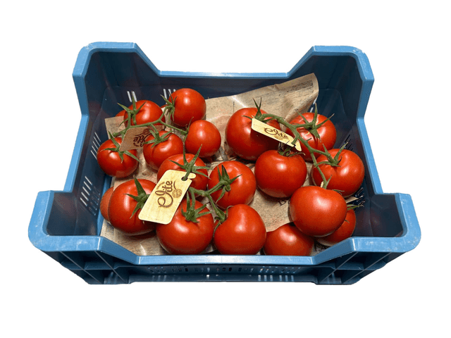 Tros Redvine tomaat kist 5 kilo