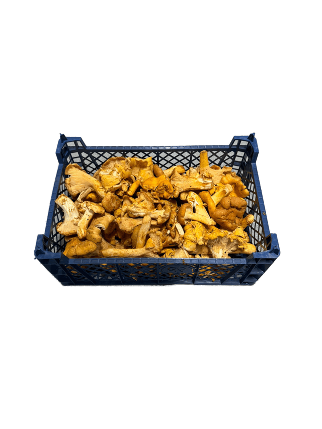 Cantharelle Girolles per kist 1 kg