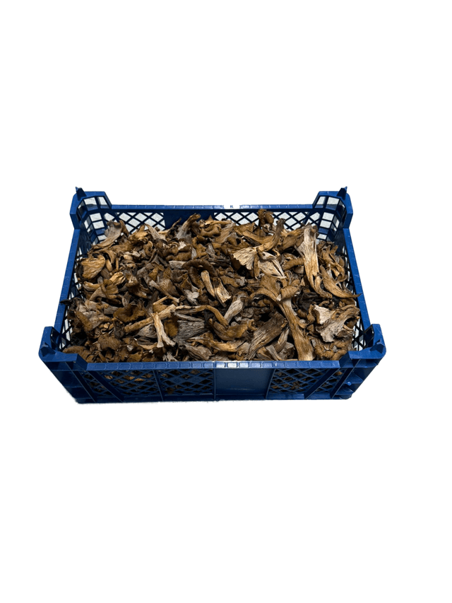 Trompette de la mort per kilo