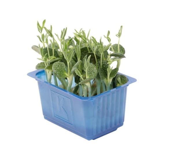 Lupine cress per bakje