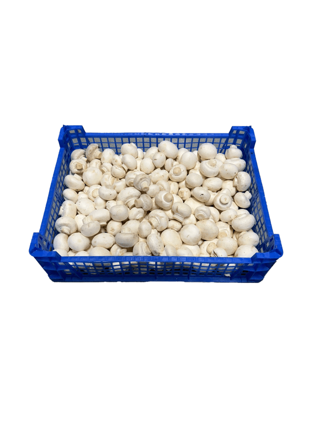Champignon fijn kist (3 kilo)