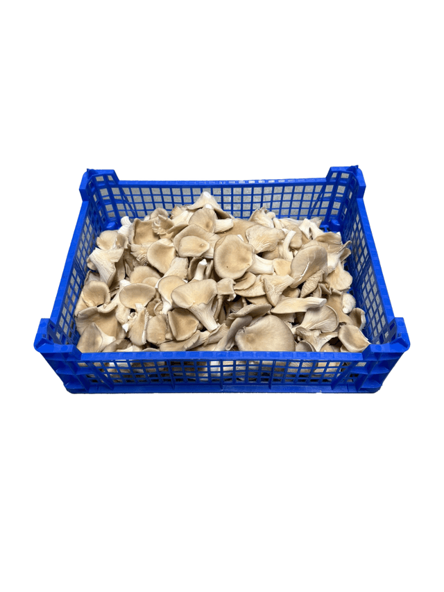 Oesterzwammen per kist van 1,5 kilo