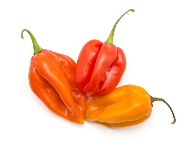 Habanero Peper kg