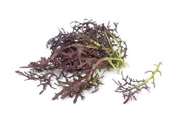 Mizuna rosso per bakje 125 gram