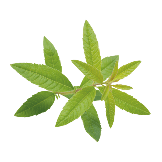 Citroenverbena per pot 