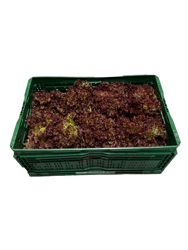 Lollo rosso per kist (8 kroppen)