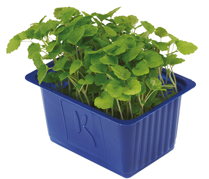 Atsina cress per doos (16 stuks)