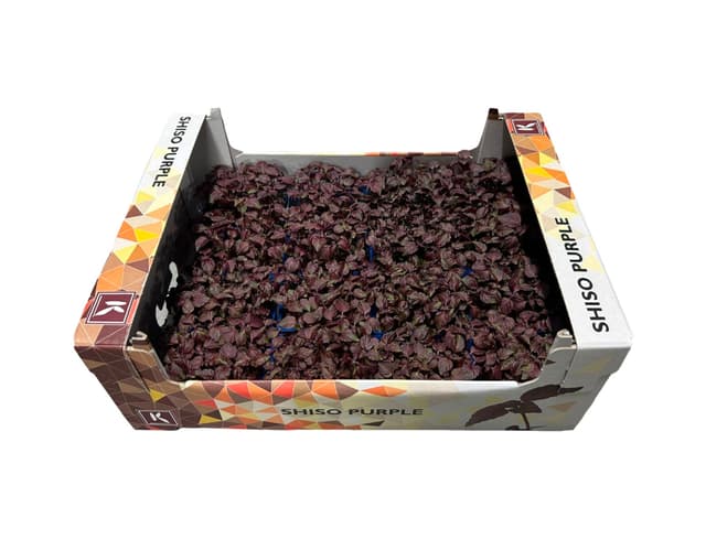 Shiso purper cress per doos 16st