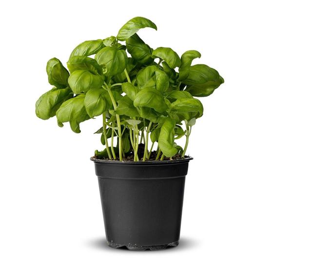Basilicum in pot per 6 in doos