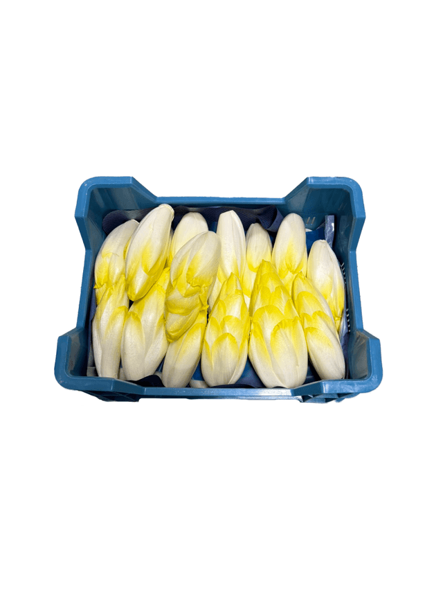 Witlof grof kist 5 kilo (maat11-15)