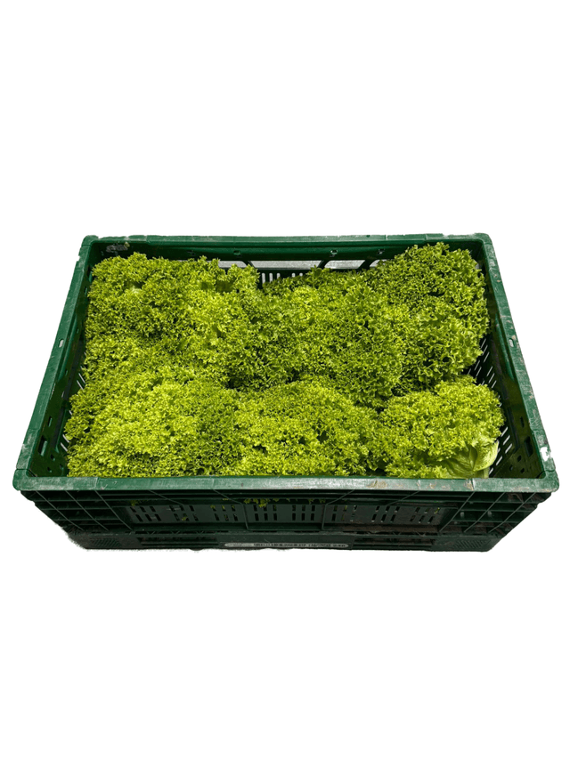 Lollo biondo per kist (8 kroppen)