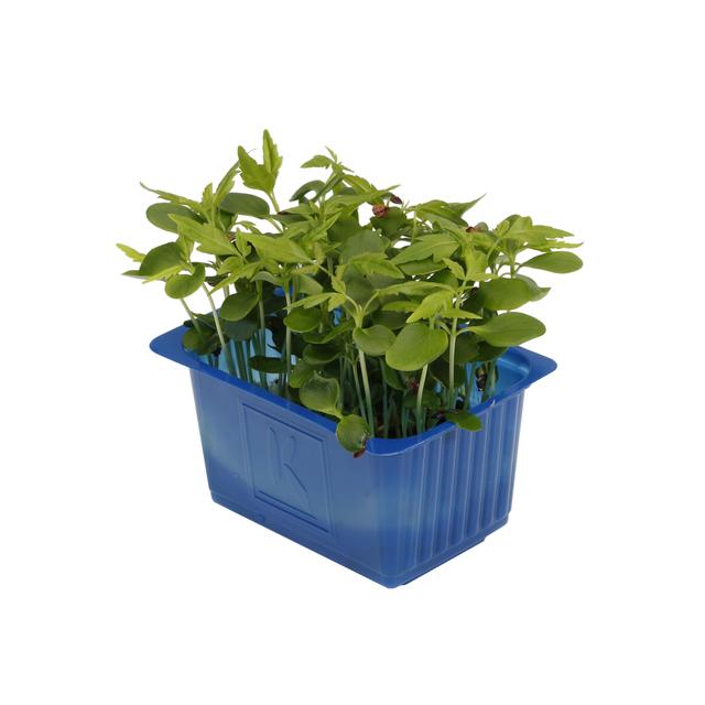 Tahoon cress per bakje