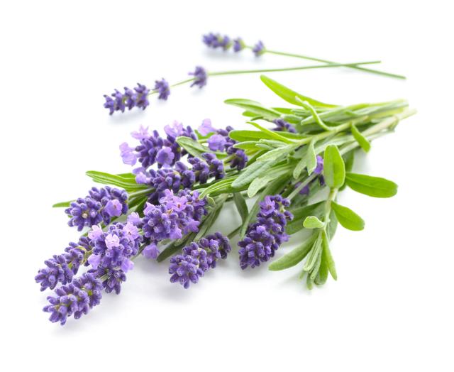 Lavendel per bos (75 gram)