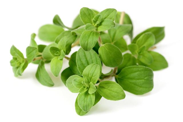 Marjoraan per bos (75 gram)