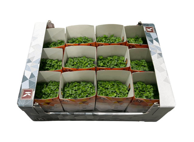 Daikon cress per doos 12st