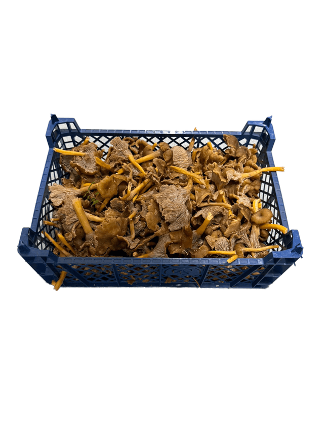 Cantharellen Jaune per kilo