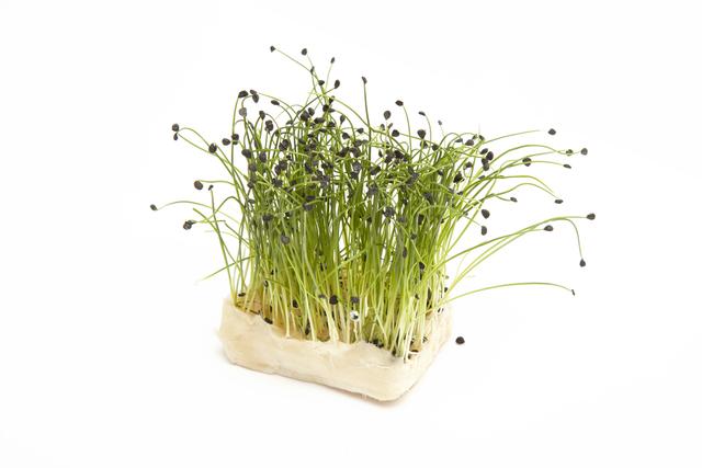 Rock Chives per doos (12 stuks)