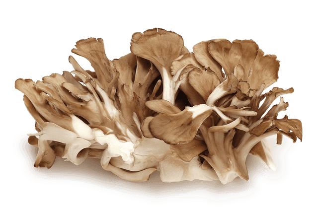 Maitake per bakje 