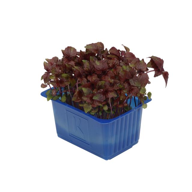 Shiso purper cress per bakje