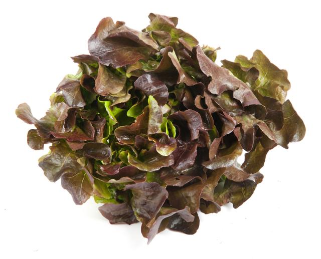 Eikenbladsla per krop