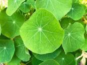 Oostindische kersblad per doos 16 s