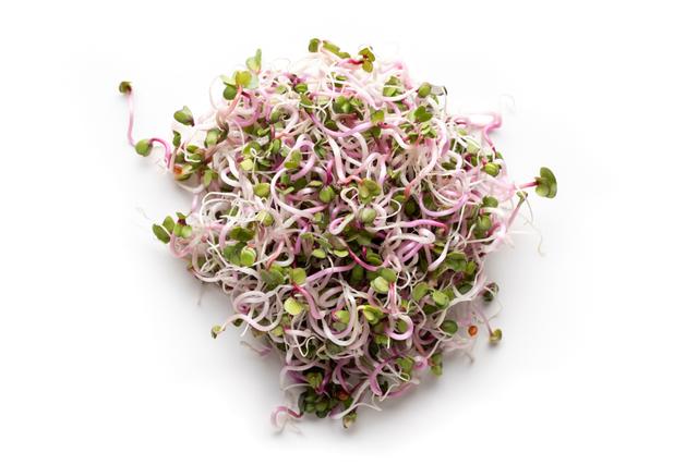 Sango/Rode radijs scheut per 50 gr