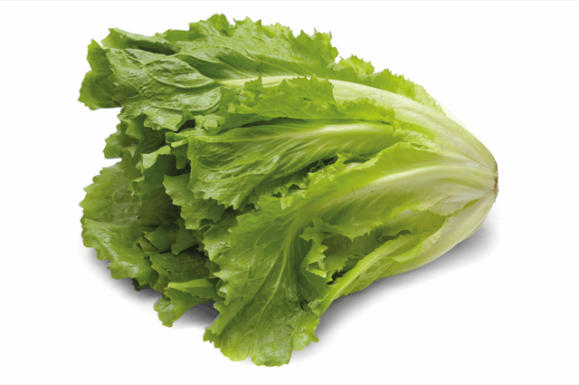 Hollandse Andijvie per kilo