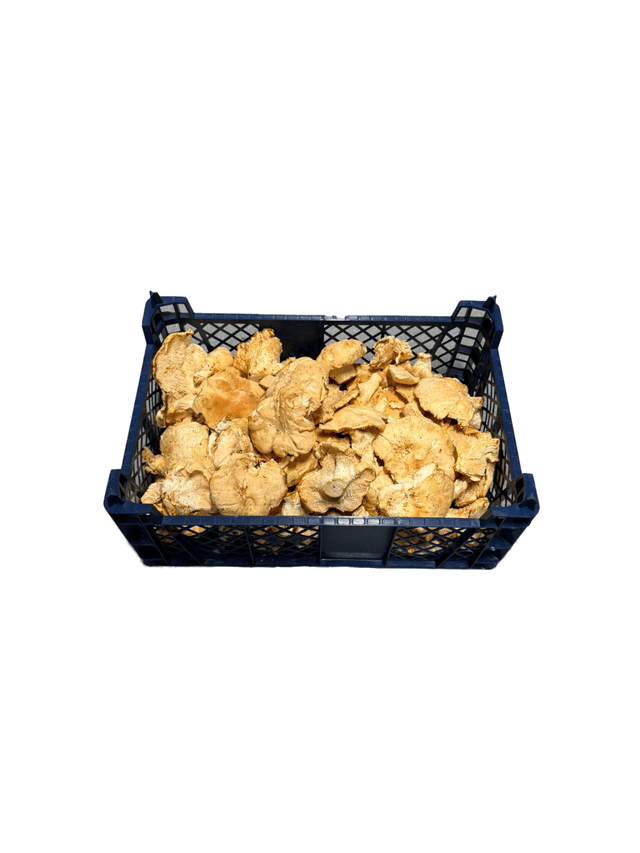 Pied de Mouton per kist