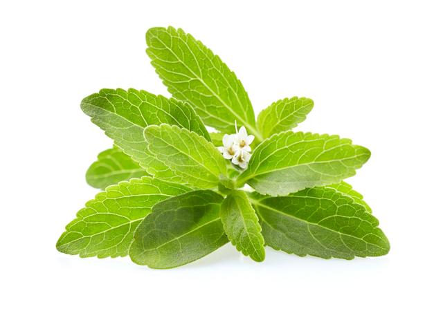Stevia per bos